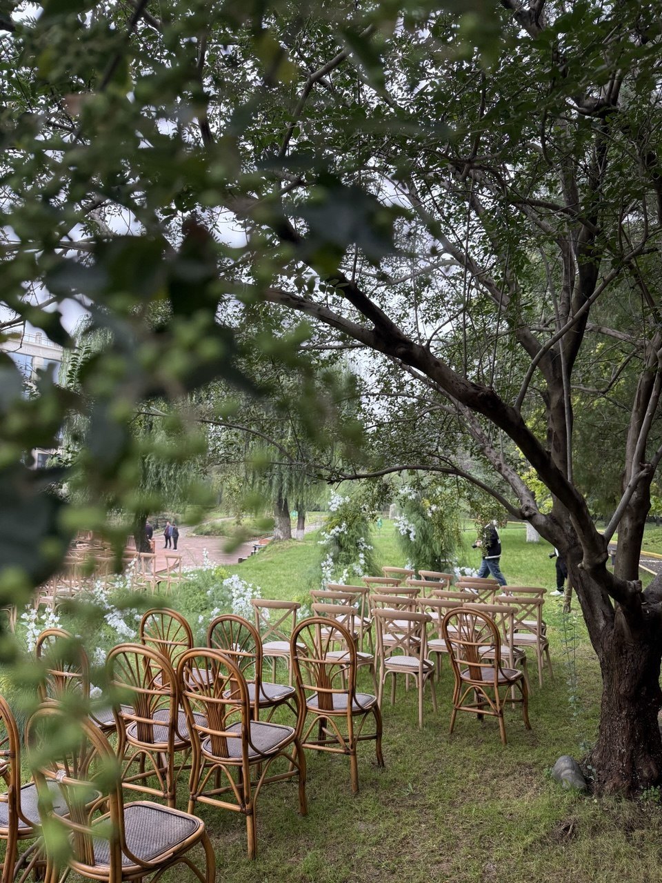 Timber ceremony chairs beneath a canopy of trees
